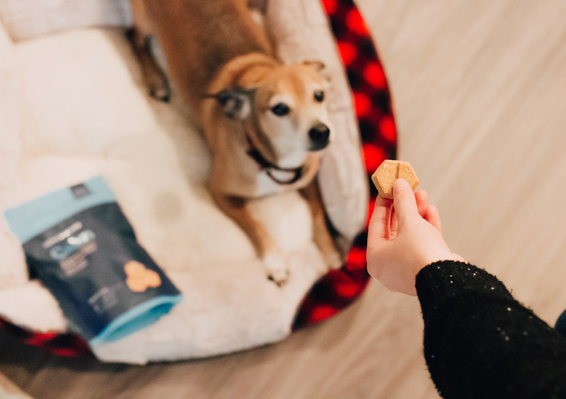 Reading Pet Treat Labels: An Easy Guide