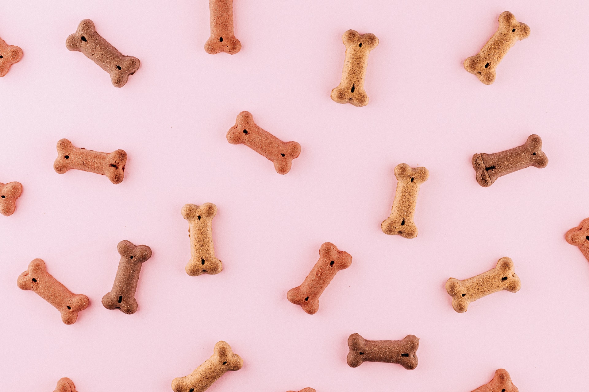 Why You Should Stop Buying Dog Biscuits For Your Pet